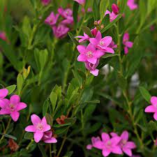 Coopers Classic x saligna (Crowea exalata)