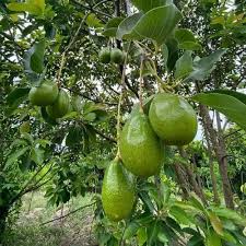 Avocado Bundy Mill (A Type)