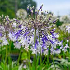 Agapanthus Fireworks - Ladybird Nursery