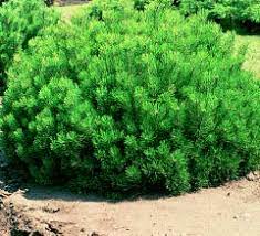 Dwarf Mountain Pine pumilio (Pinus mugo)