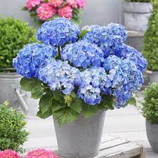 Hydrangea Tea Time Blue