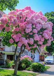 Hydrangea Pink (Hydrangea spp.)