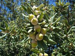 Holly Oak (Quercus ilex) - Ladybird Nursery