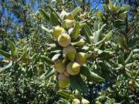 Holly Oak (Quercus ilex) - Ladybird Nursery