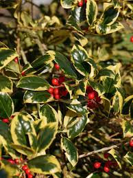 Holly altaclerensis Golden King (Ilex x)
