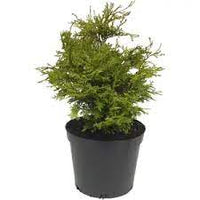 Hinoki Cypress Pygmaea (Chamaecyparis obtusa)