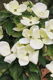 Himalayan Dogwood (Cornus capitata)