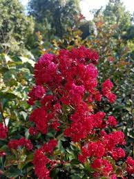 Intended Lagerstroemia (Grande Red™) - Ladybird Nursery