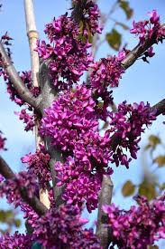 Redbud var. texensis Oklahoma (Cercis canadensis)