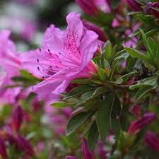 Azalea ENCORE AUTUMN Lilac™ - Ladybird Nursery