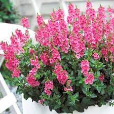 Twinspur Drifter (Diascia Little)