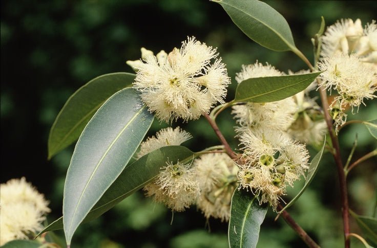 Swamp Mahogany (Eucalyptus robusta) - Ladybird Nursery