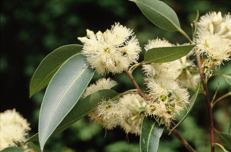 Swamp Mahogany (Eucalyptus robusta)