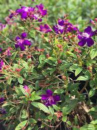 Tobouchina Jules (Tibouchina granulosa)
