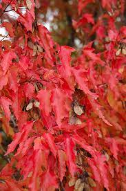 Tatarian Maple Ginnala Flame (Acer tartaricum) - Ladybird Nursery