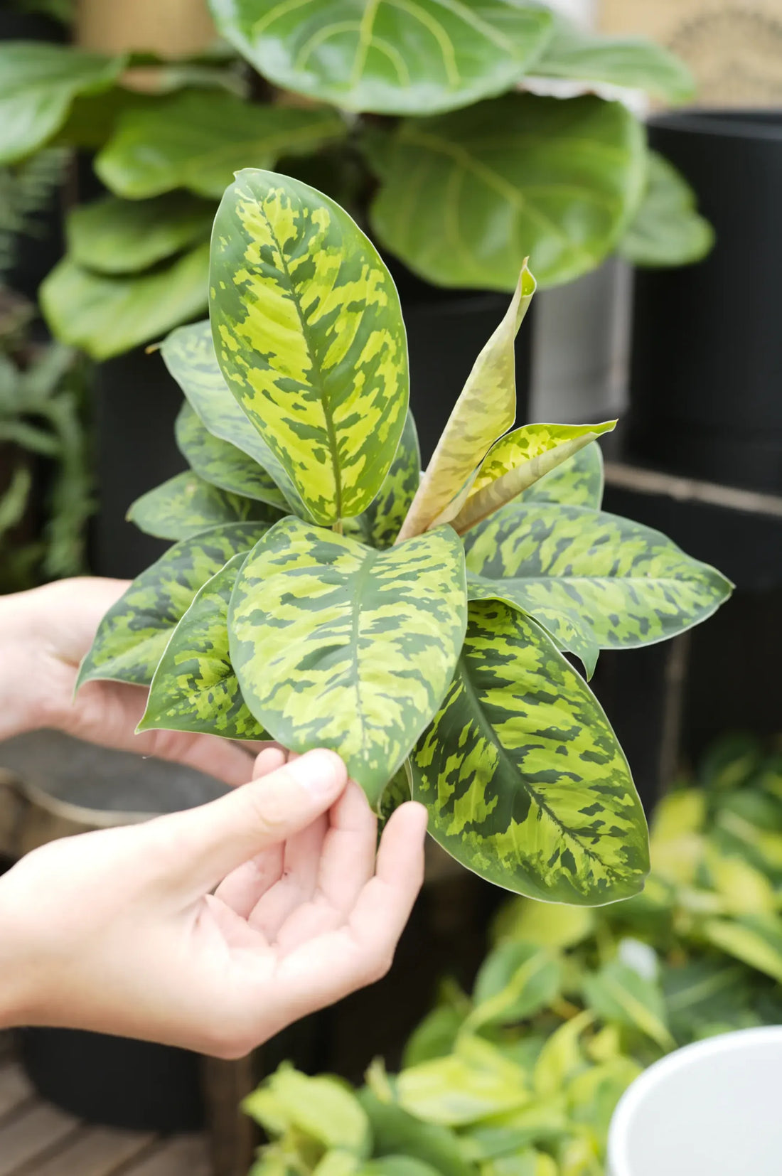 Homalomena Compact - Ladybird Nursery