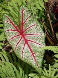 Caladium (Caladium bicolor) - Ladybird Nursery