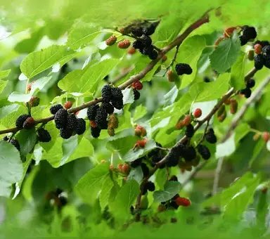 Dwarf Mulberry in a wine barrel PICK UP ONLY