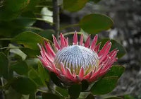 Protea Red Ice large size PICK UP ONLY - Ladybird Nursery