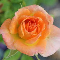 Rose Cutie Pie Miniature (Rosa) - Ladybird Nursery
