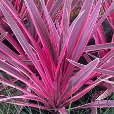 Cordyline 'Electric Pink™' (Cordyline banksii)