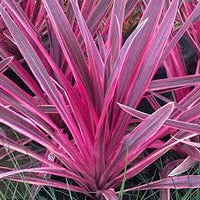 Cordyline 'Electric Pink™' (Cordyline banksii)
