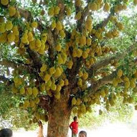 Jackfruit 'Amber' - Ladybird Nursery