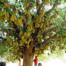 Jackfruit 'Amber' - Ladybird Nursery