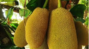 Jackfruit 'Amber' - Ladybird Nursery