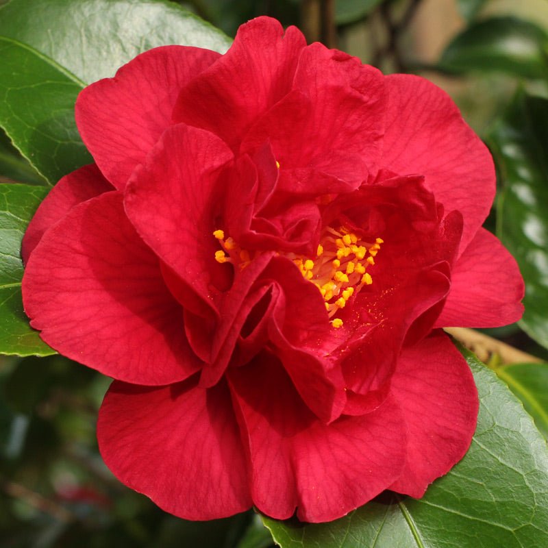 Azalea Dr Bergman - Ladybird Nursery