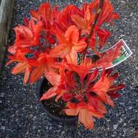 Azalea Mollis Dr Oosthoek - Ladybird Nursery