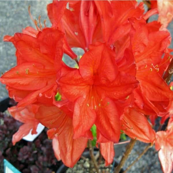 Azalea Mollis Dr Oosthoek - Ladybird Nursery