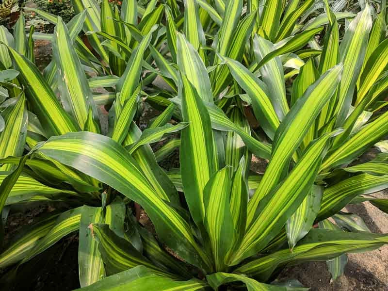 Corn Plant Massangeana (Dracaena fragrans)