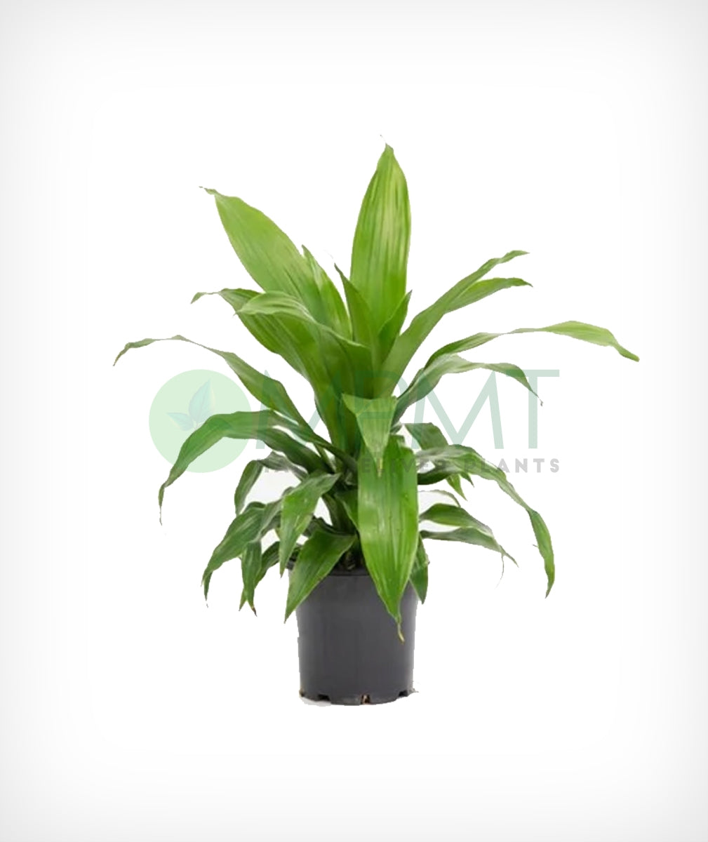 Dracaena Janet Craig (Dracaena deremensis)