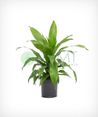 Dracaena Janet Craig (Dracaena deremensis)