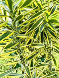 Song of India (Dracaena reflexa)