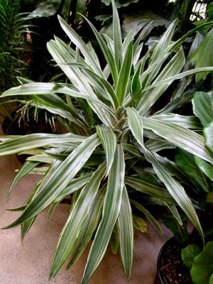 Dracaena Janet Craig Warneckii (Dracaena deremensis) - Ladybird Nursery