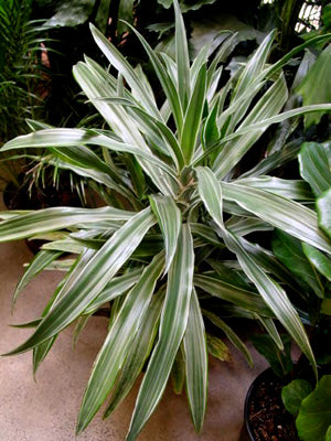 Dracaena Janet Craig Warneckii (Dracaena deremensis)