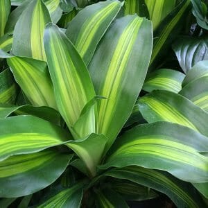 Happy Plant (Dracaena massangeana) - Advanced - Ladybird Nursery