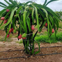 Dragon fruit American Beauty