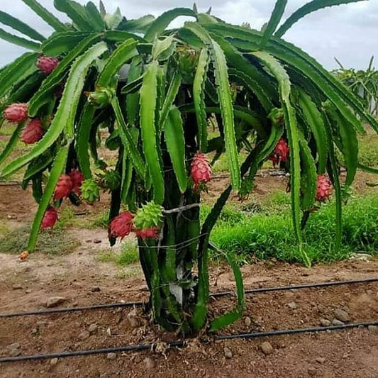 Dragon fruit American Beauty
