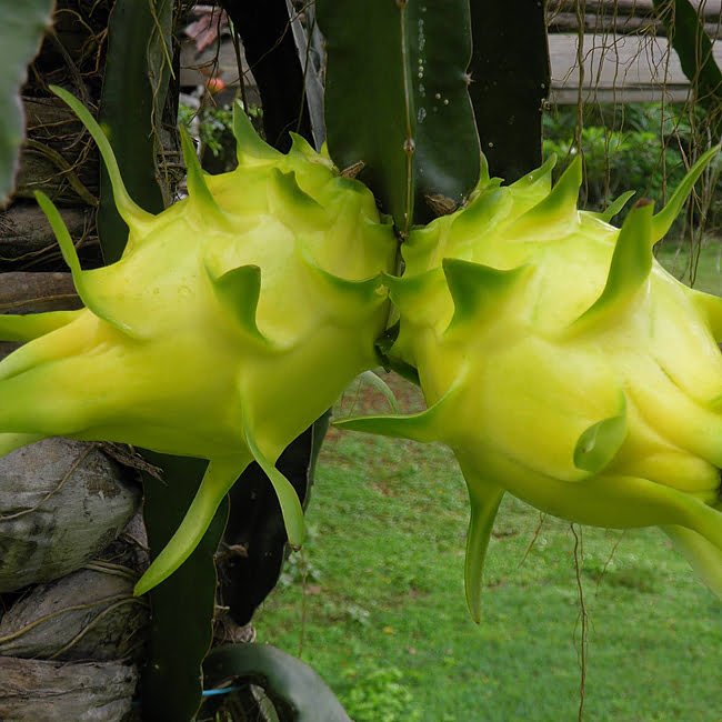 Dragon fruit Aussie Gold - Ladybird Nursery