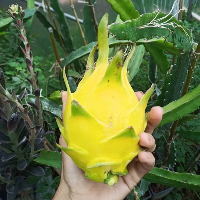 Dragon fruit Aussie Gold