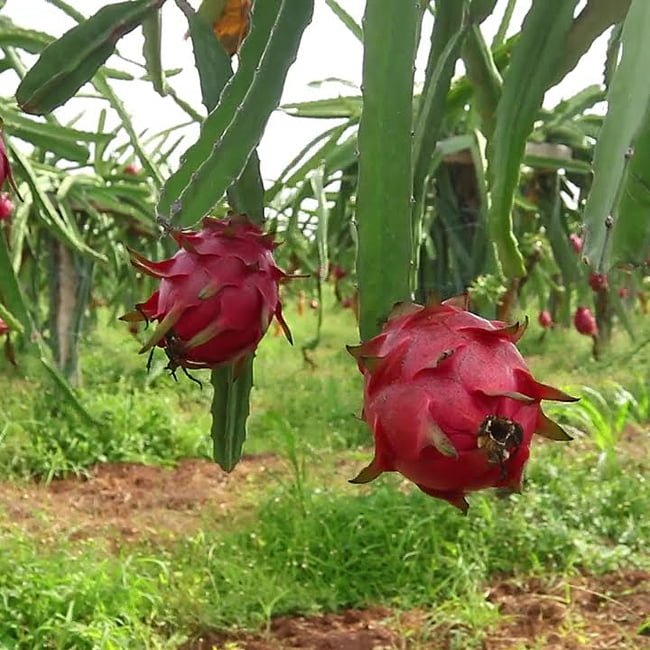 Dragon fruit Columbian Supreme - Ladybird Nursery