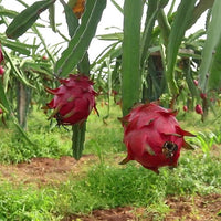 Dragon fruit Columbian Supreme