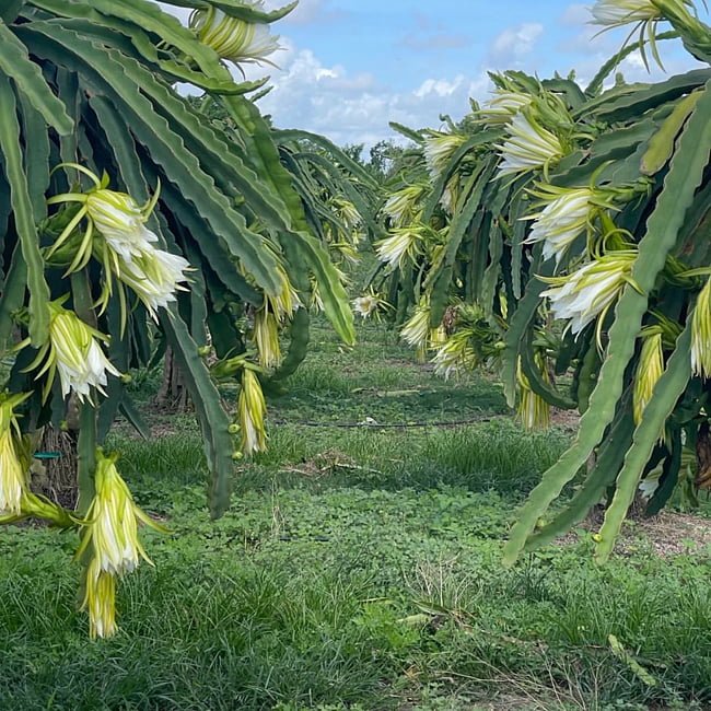 Dragon fruit Condor - Ladybird Nursery