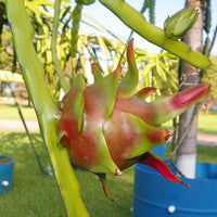 Dragon fruit Condor