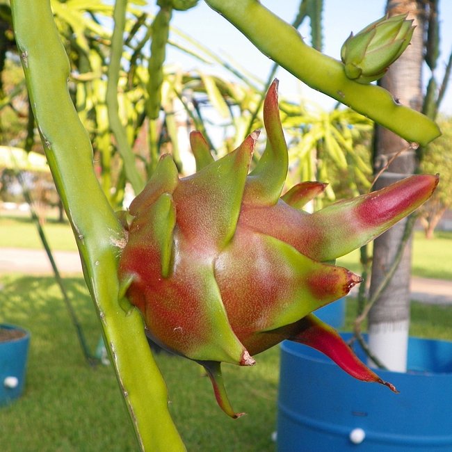 Dragon fruit Condor - Ladybird Nursery