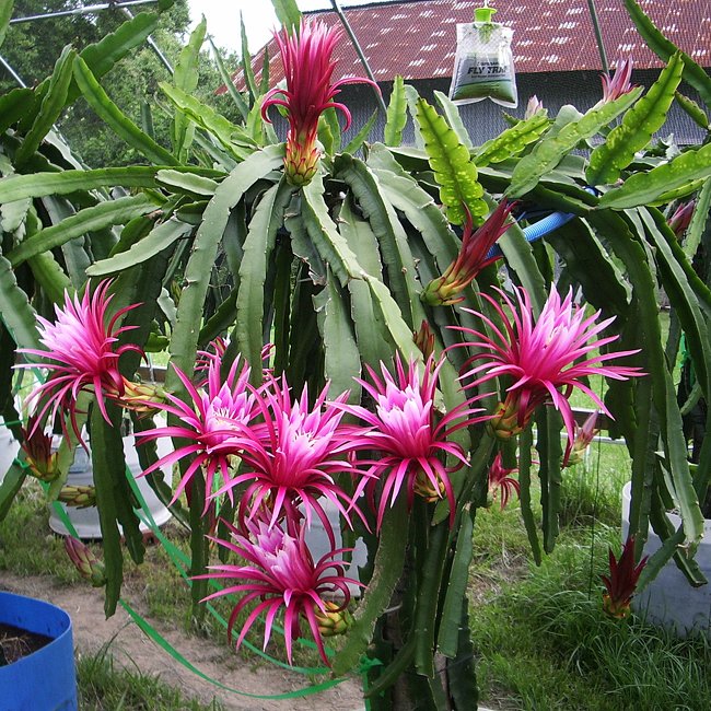 Dragon fruit Connie Mayer