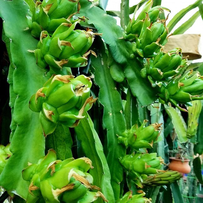 Dragon fruit Connie Mayer - Ladybird Nursery